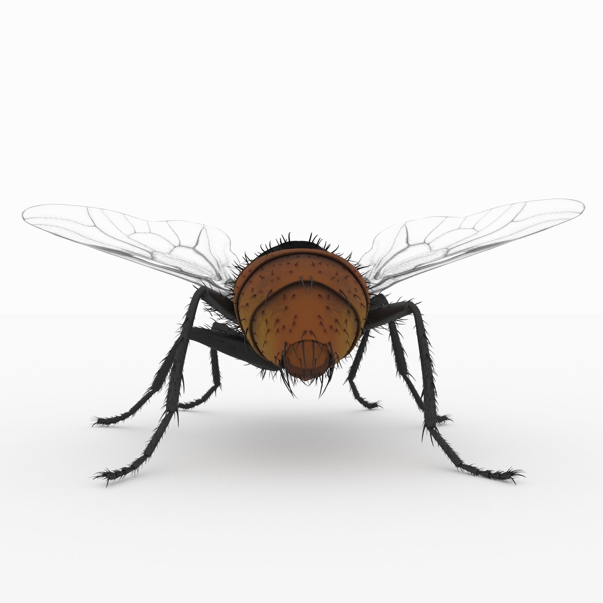 fly 3d models 3D model_3