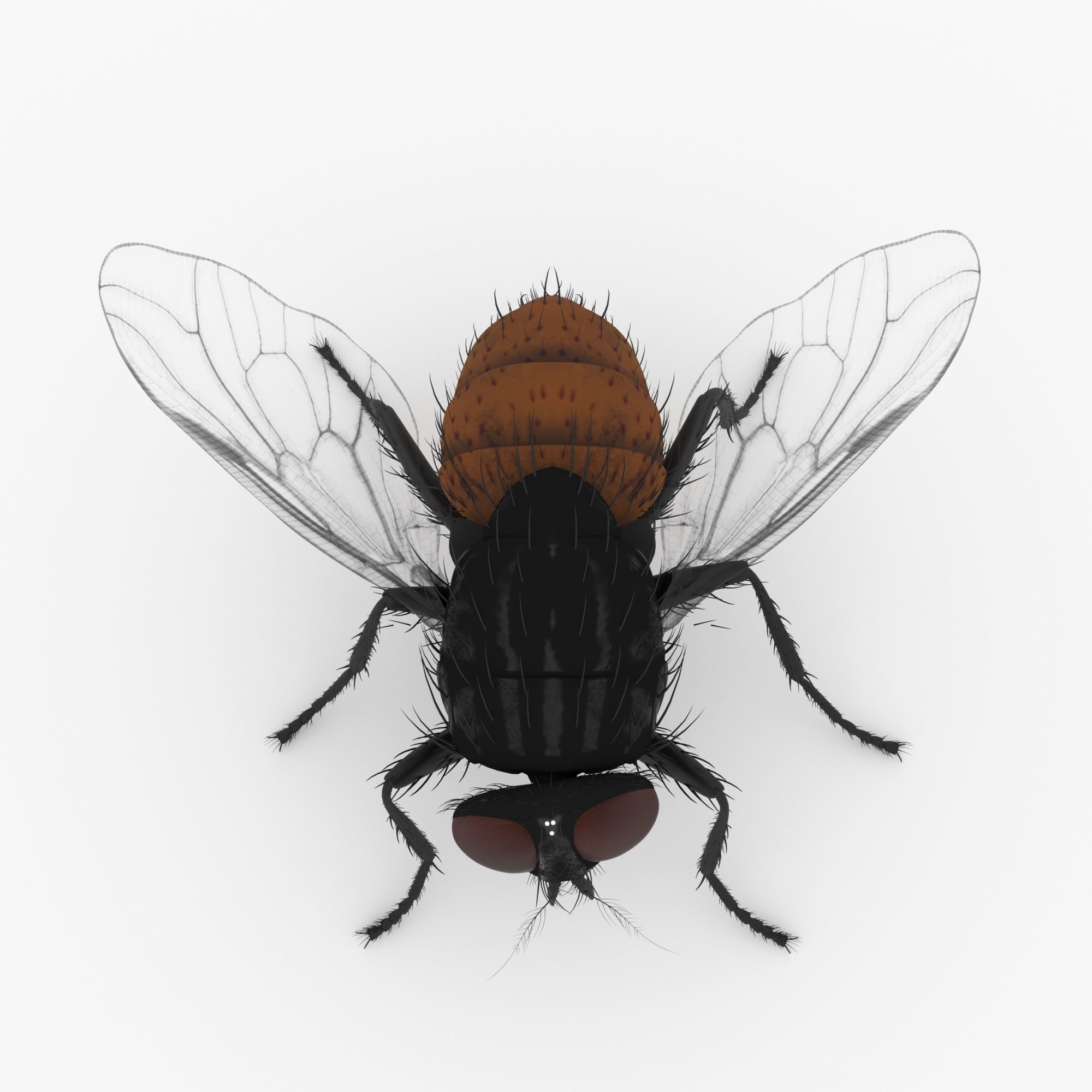 fly 3d models 3D model_5