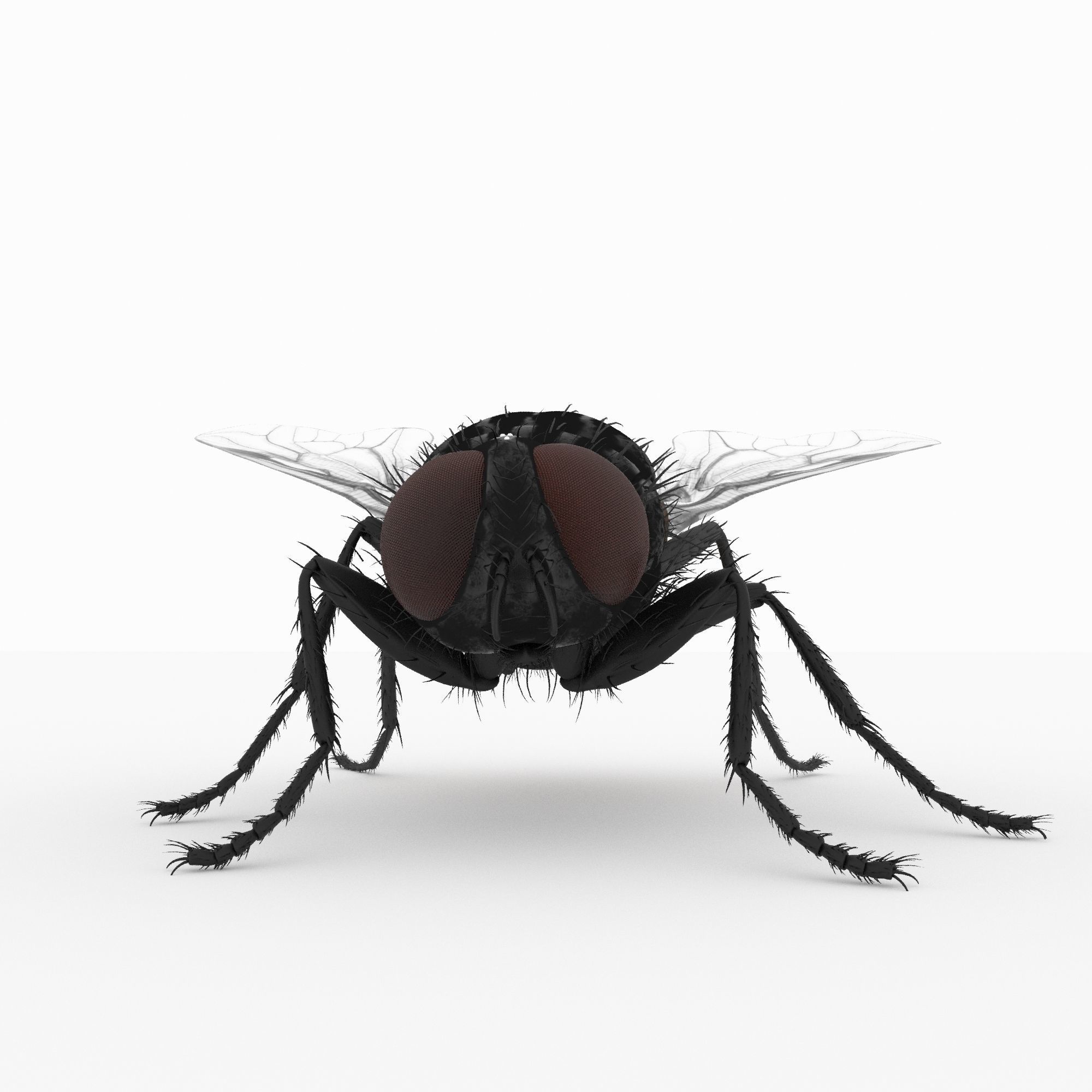 fly 3d models 3D model_1