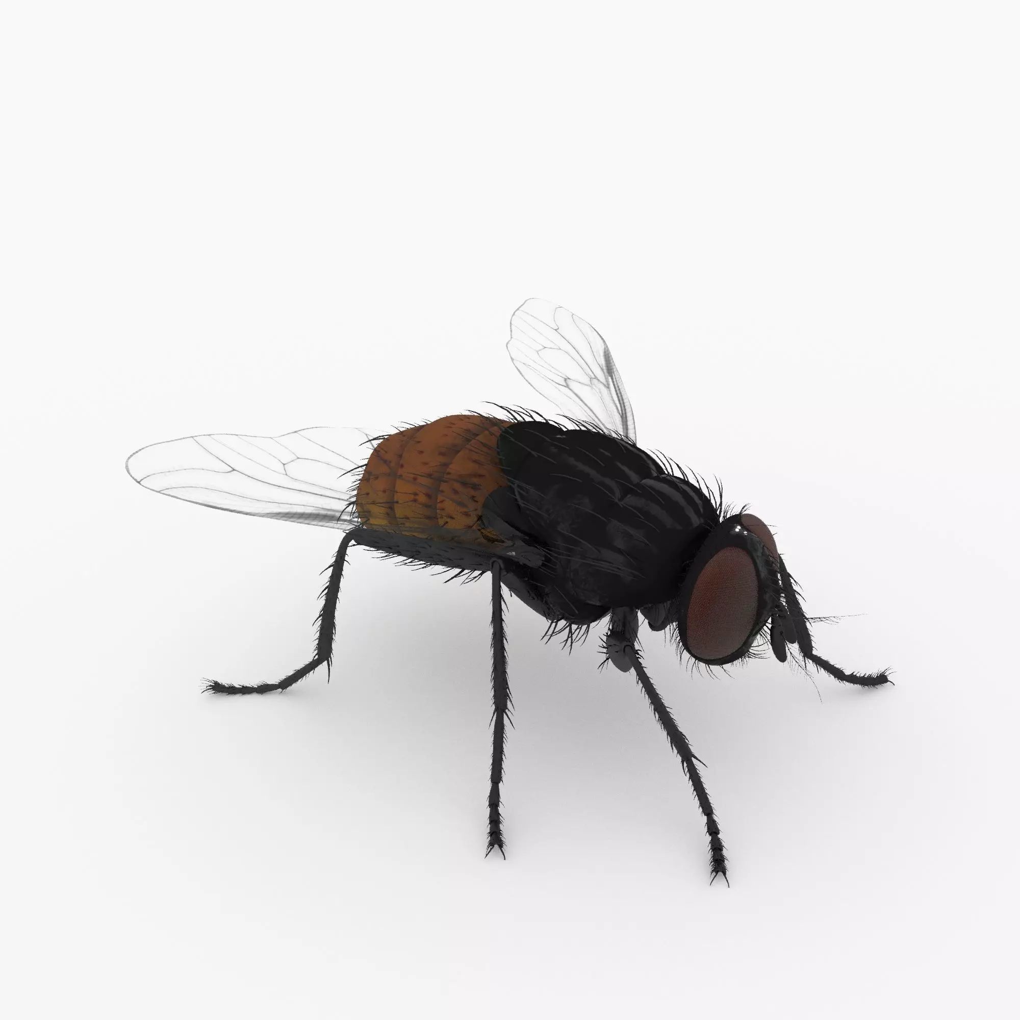 fly 3d models 3D model_0