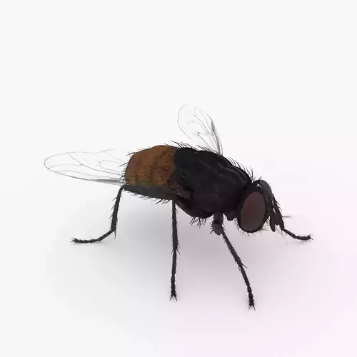 fly 3d models