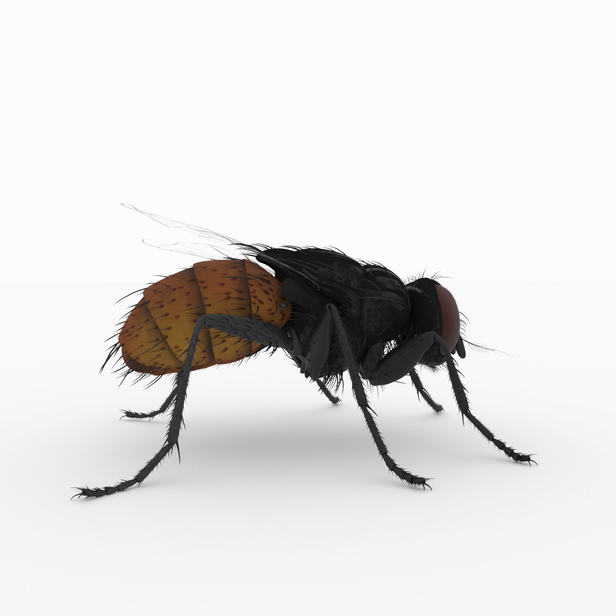 fly 3d models 3D model_4