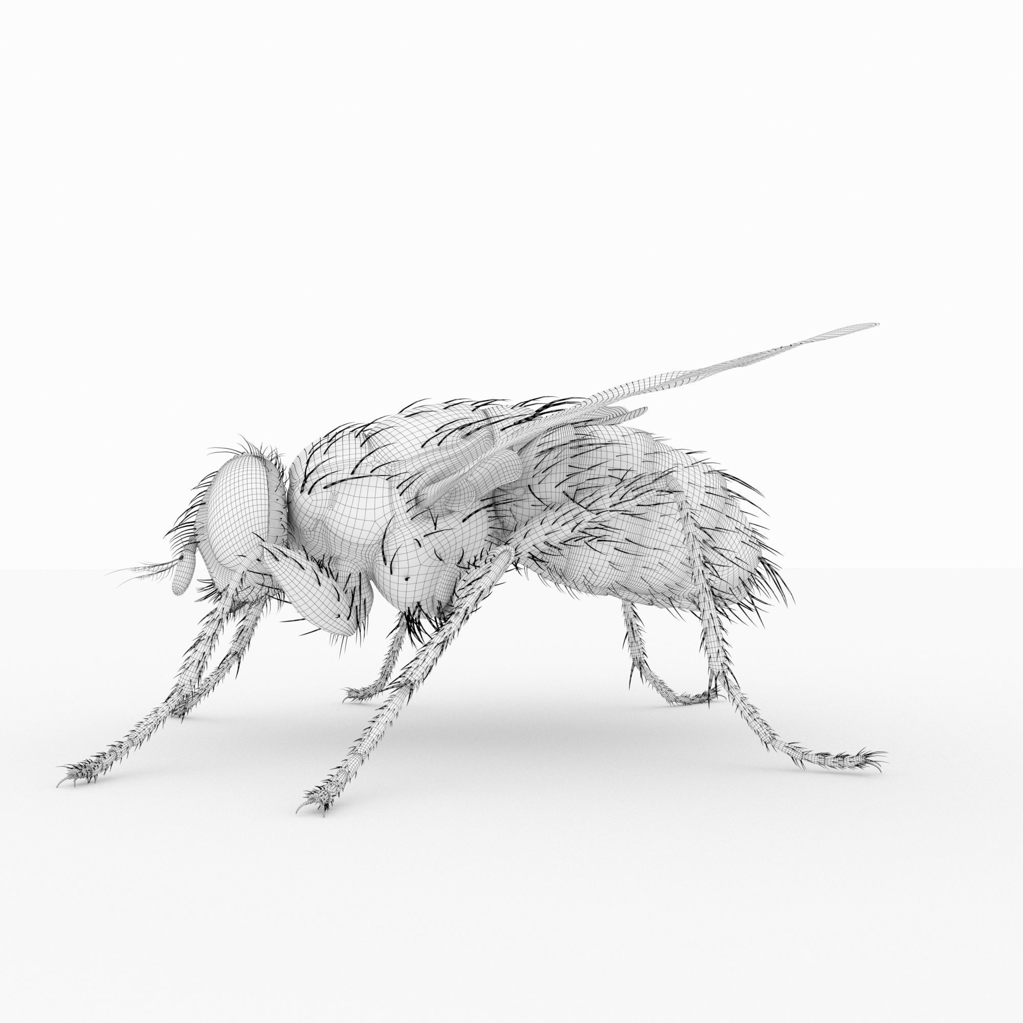 fly 3d models 3D model_9