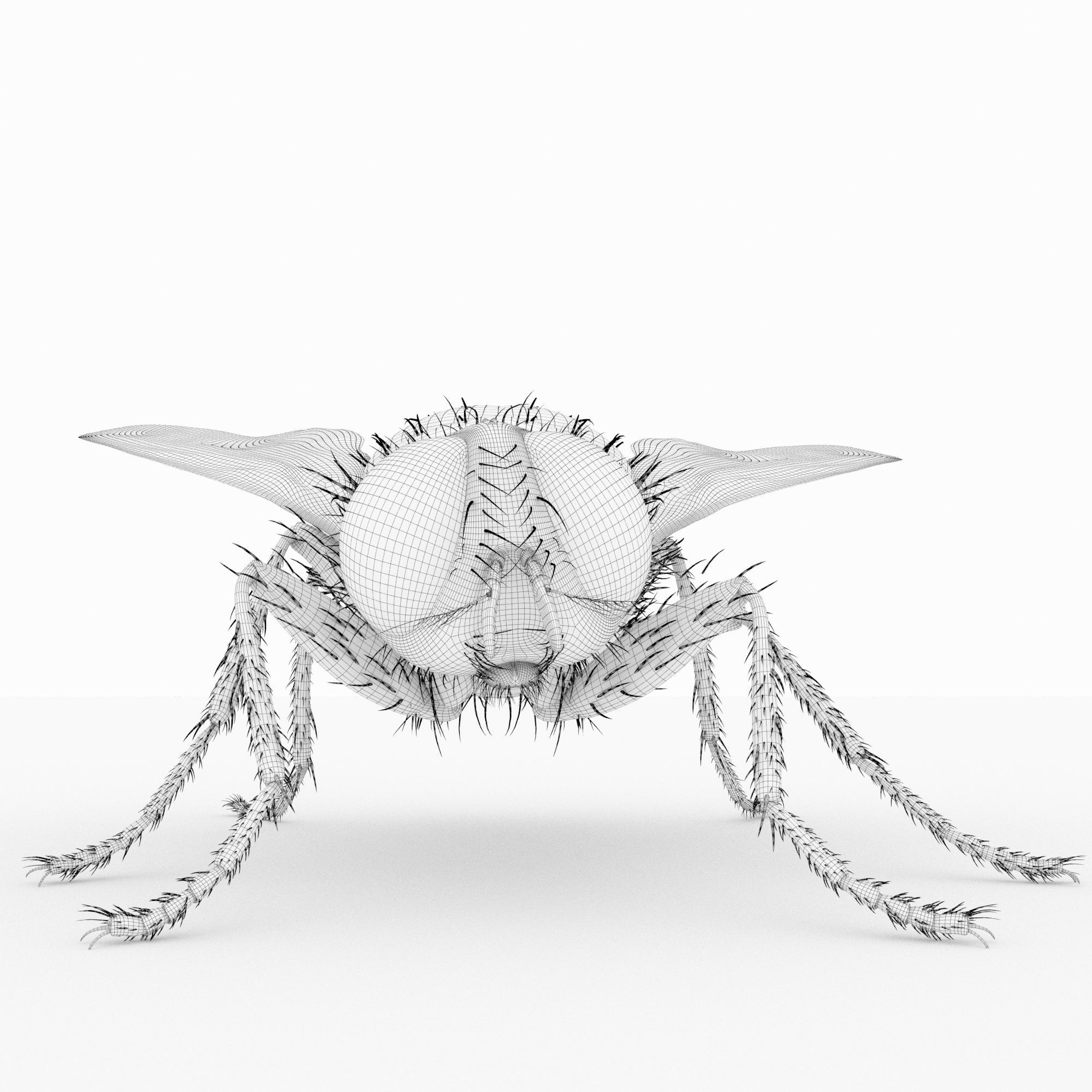 fly 3d models 3D model_7