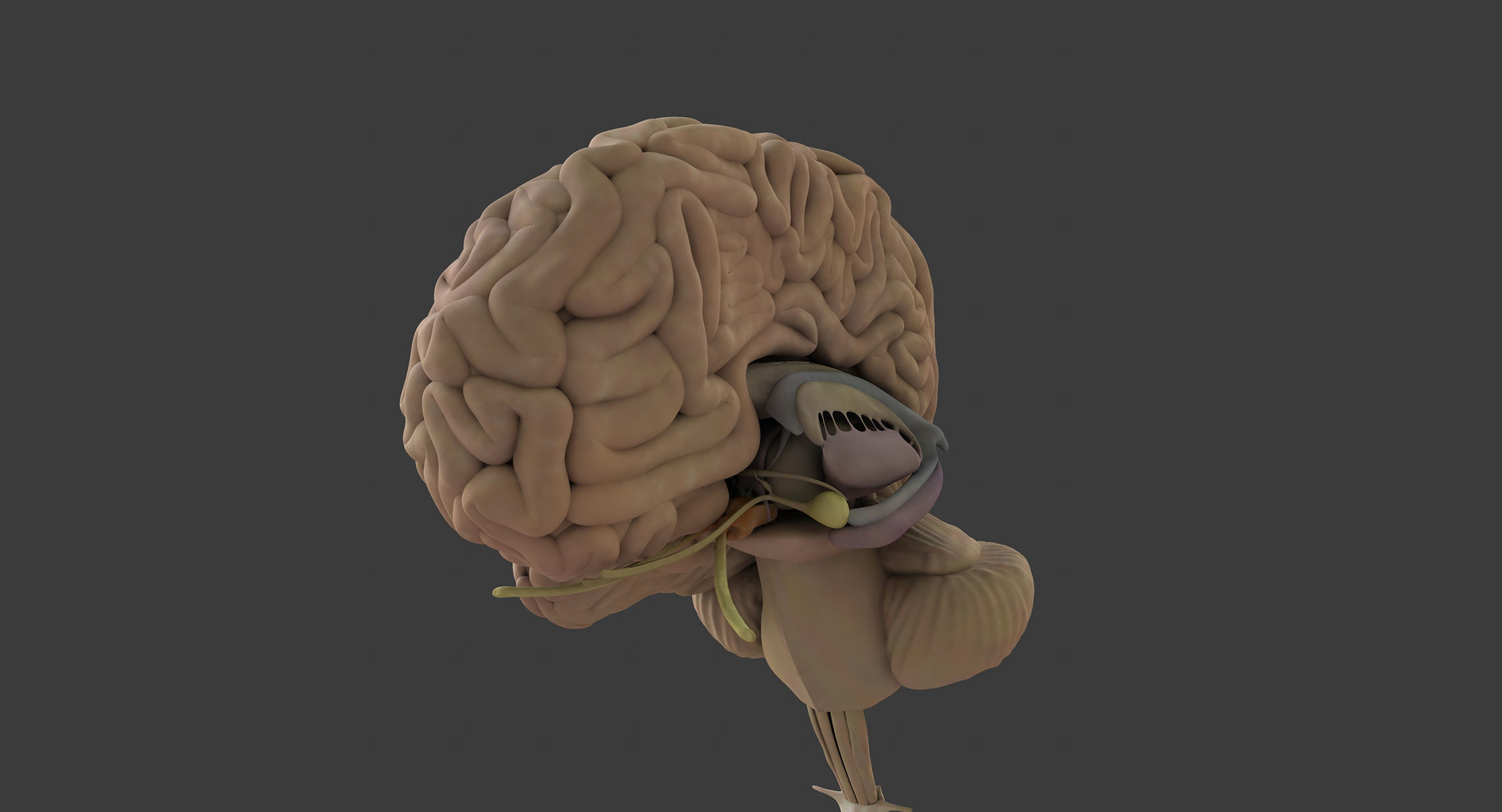 Motion Capture Female Anatomy Low-poly 3D model_9