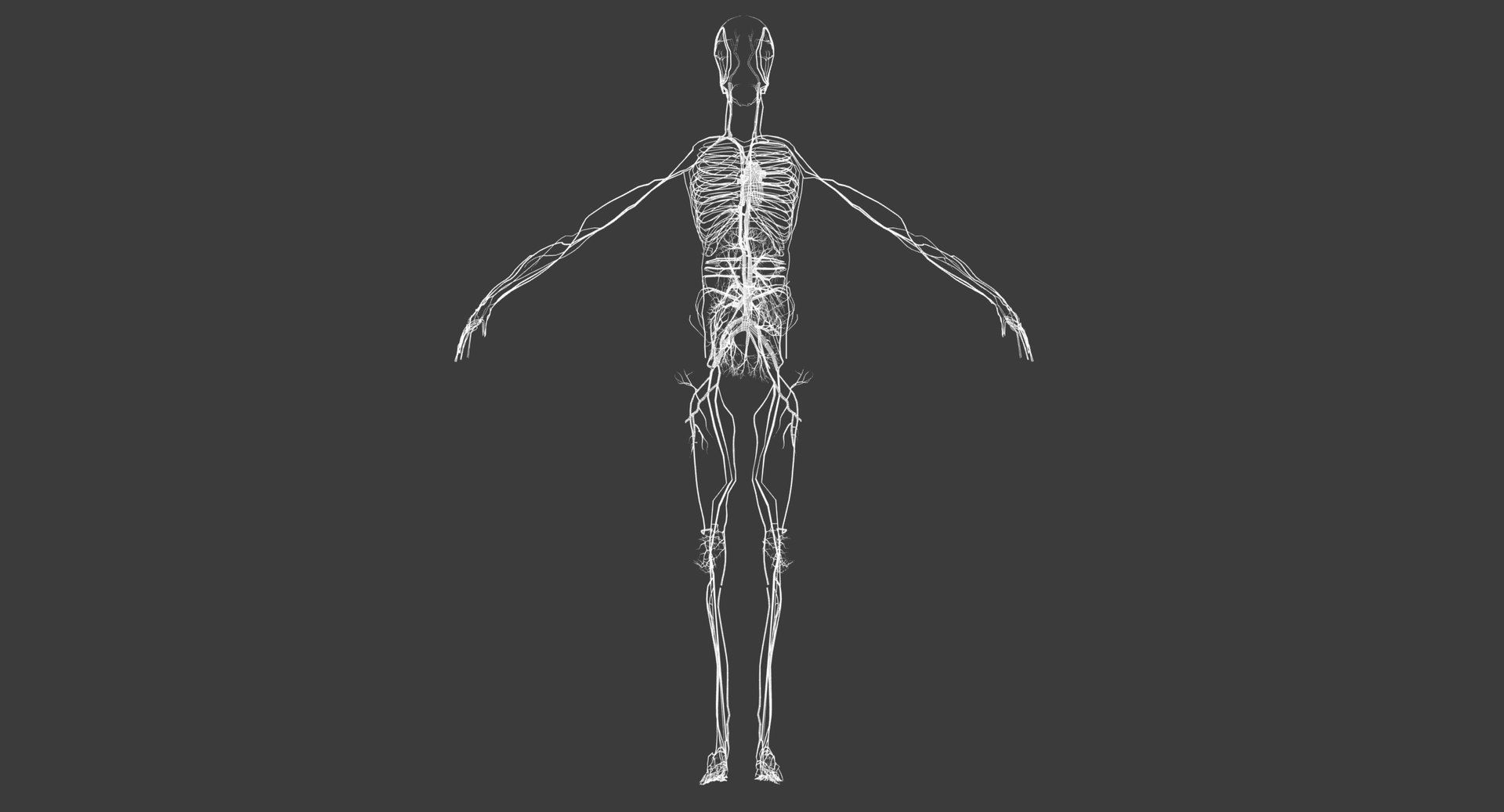 Motion Capture Female Anatomy Low-poly 3D model_18