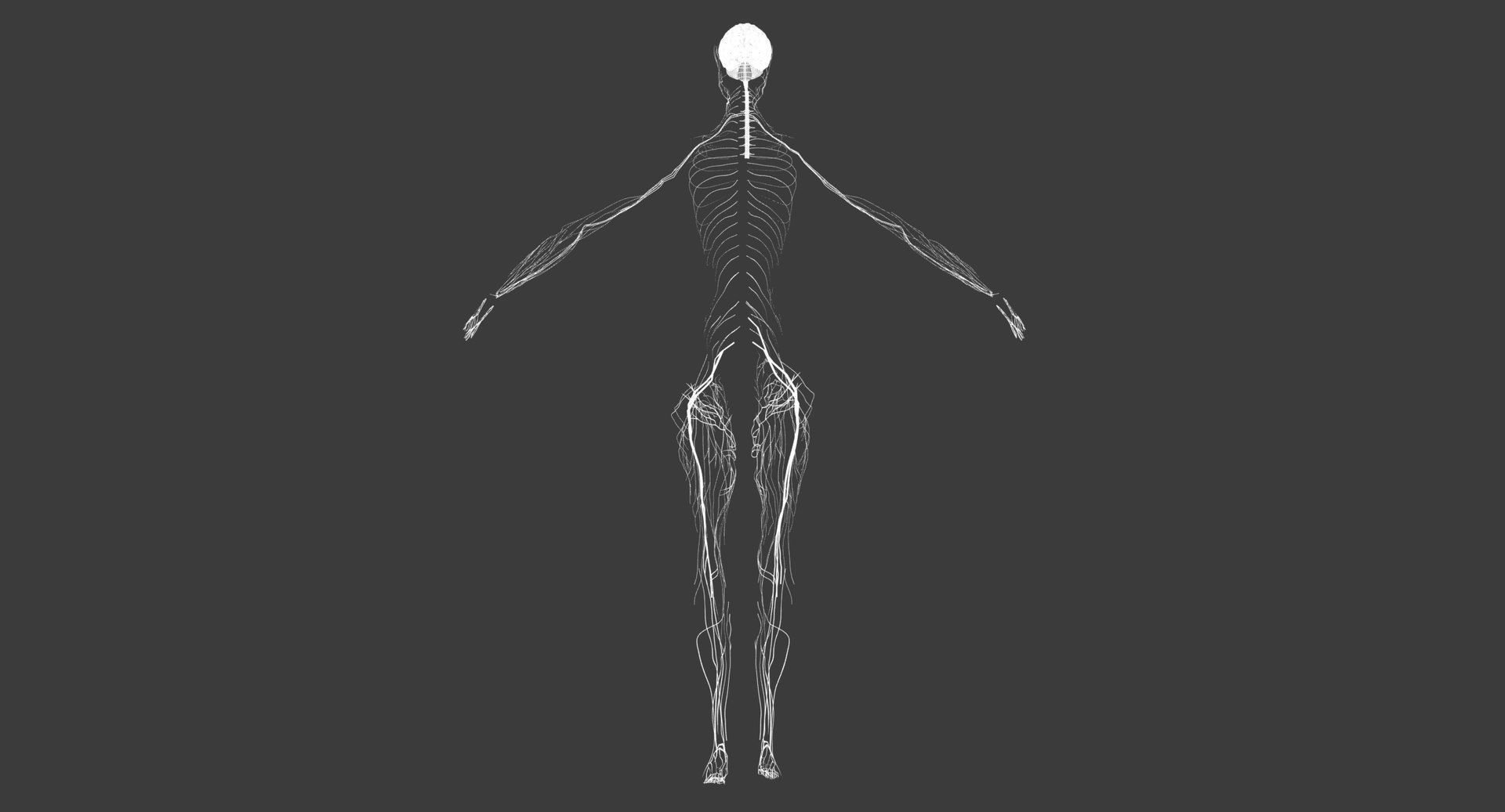 Motion Capture Female Anatomy Low-poly 3D model_16