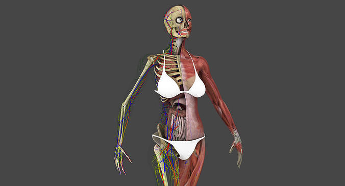 Motion Capture Female Anatomy Low-poly 3D model