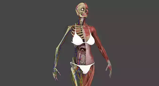 Motion Capture Female Anatomy Low-poly 3D model