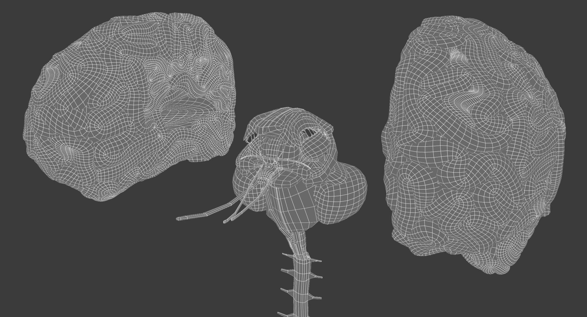 Motion Capture Female Anatomy Low-poly 3D model_23