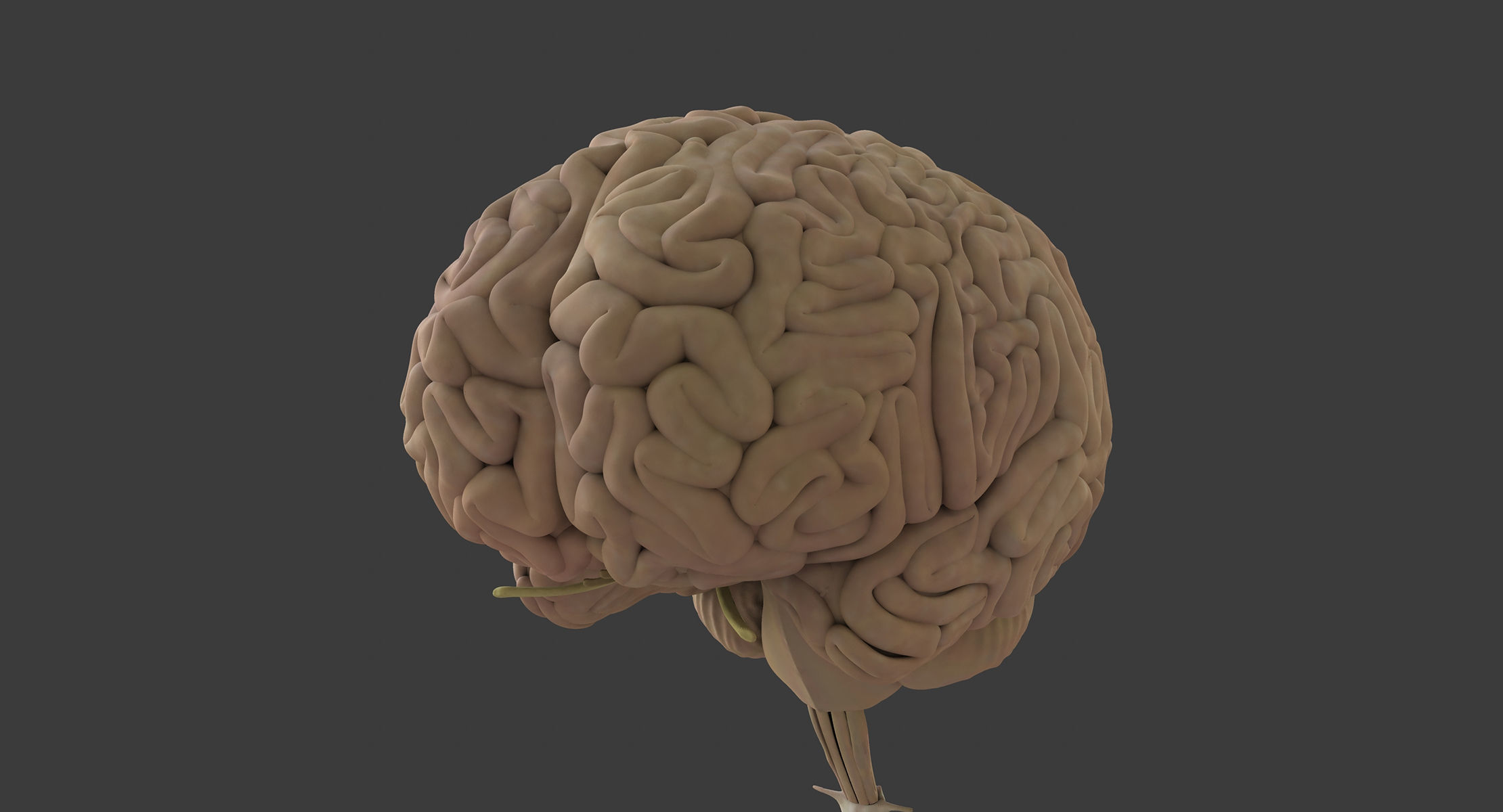 Motion Capture Female Anatomy Low-poly 3D model_8