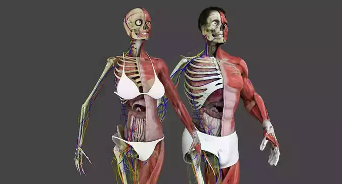 Motion Capture Anatomy Combo Low-poly 3D model