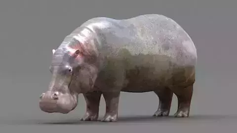 Hippopotamus