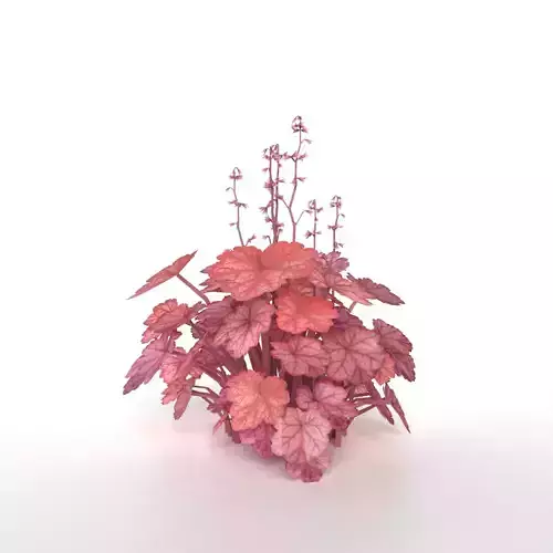 Heuchera  Amber Lady