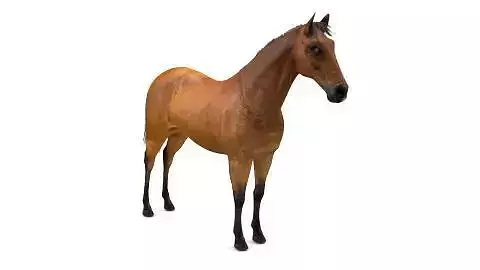 horse