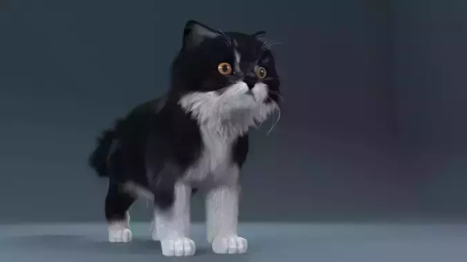 Persian cat Black and White