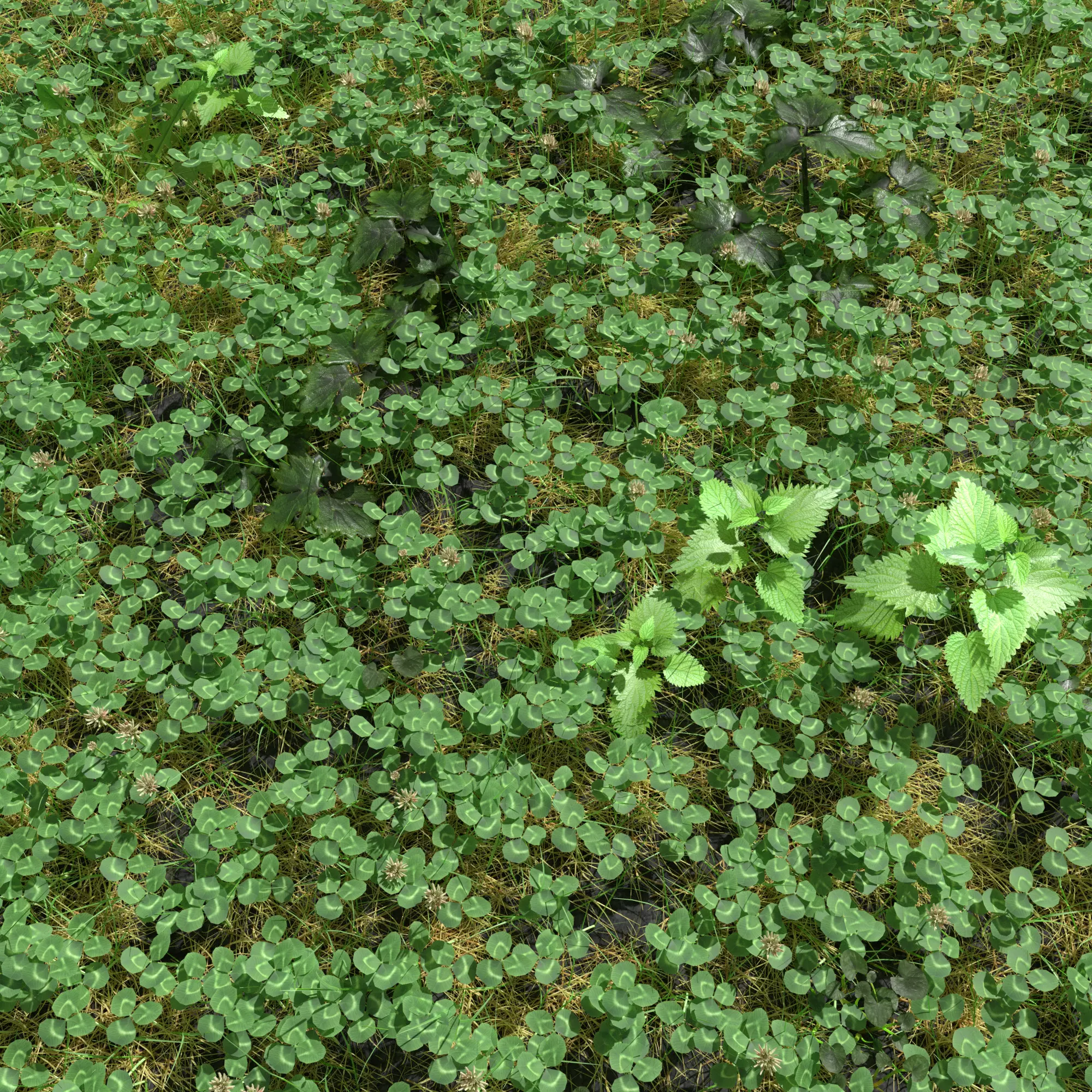 Clover Meadow Patch 3D model