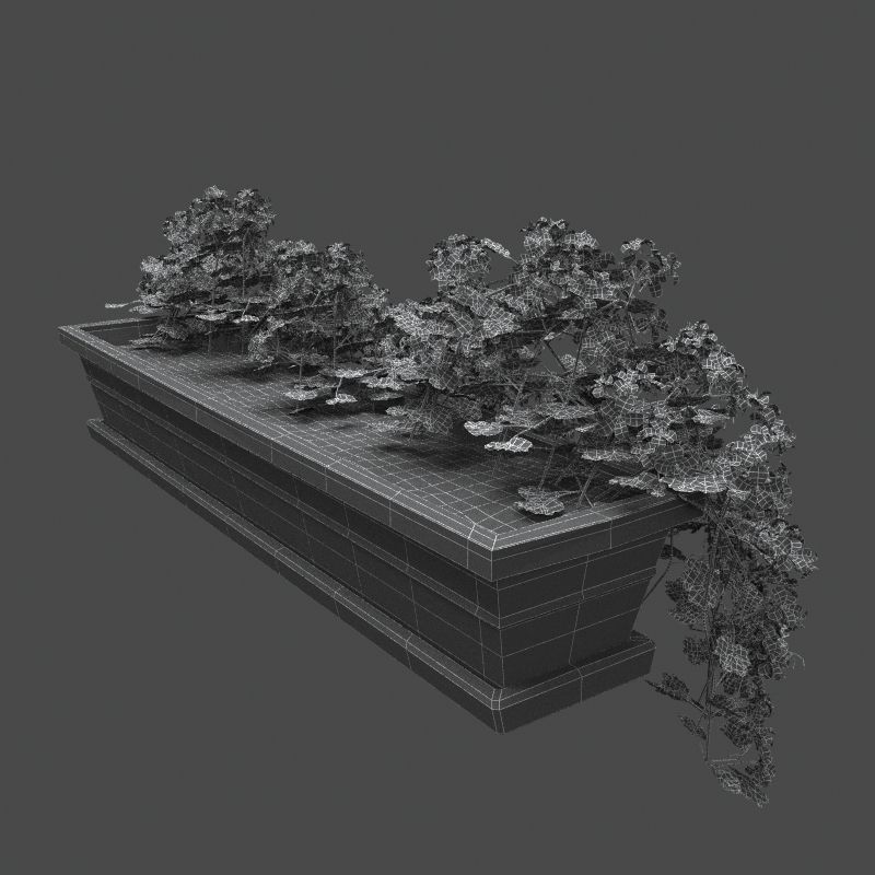 Pelargonium box flower 3D model_6