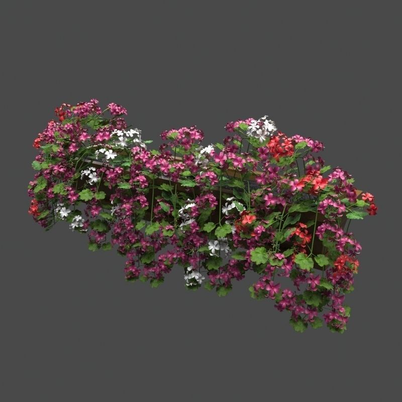 Pelargonium box flower 3D model_2