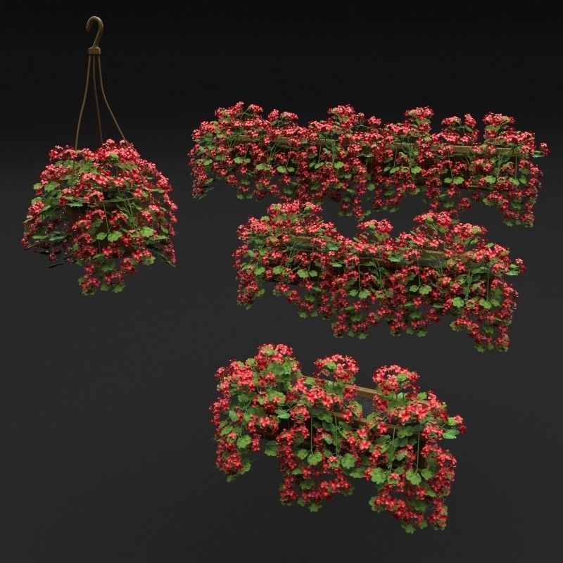 Pelargonium box flower 3D model_1