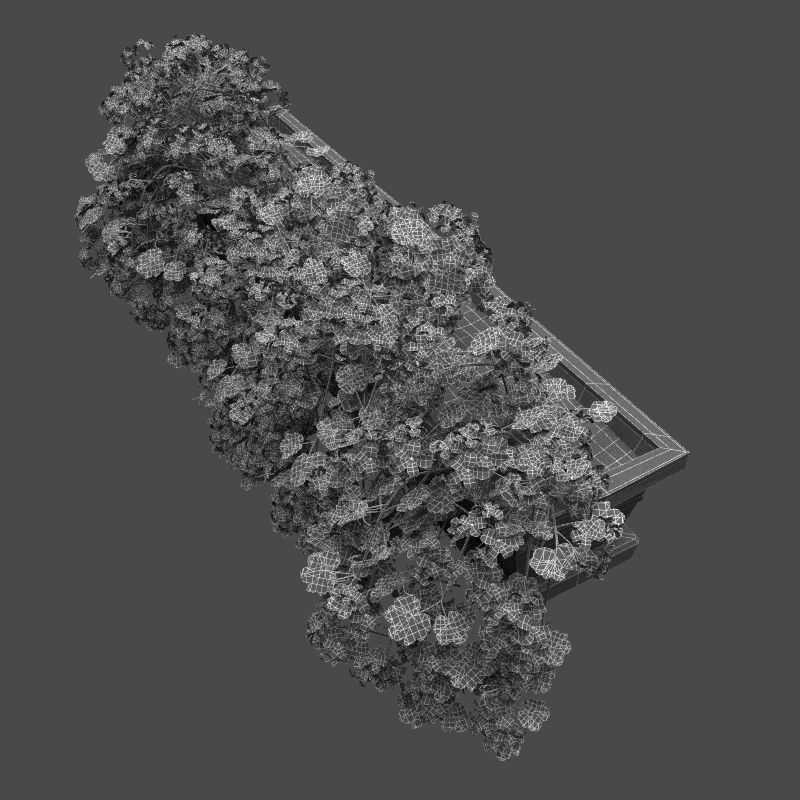 Pelargonium box flower 3D model_7