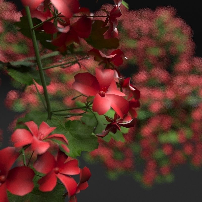 Pelargonium box flower 3D model_4