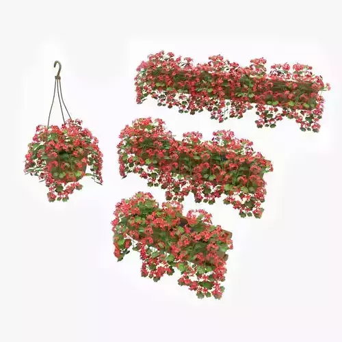 Pelargonium box flower