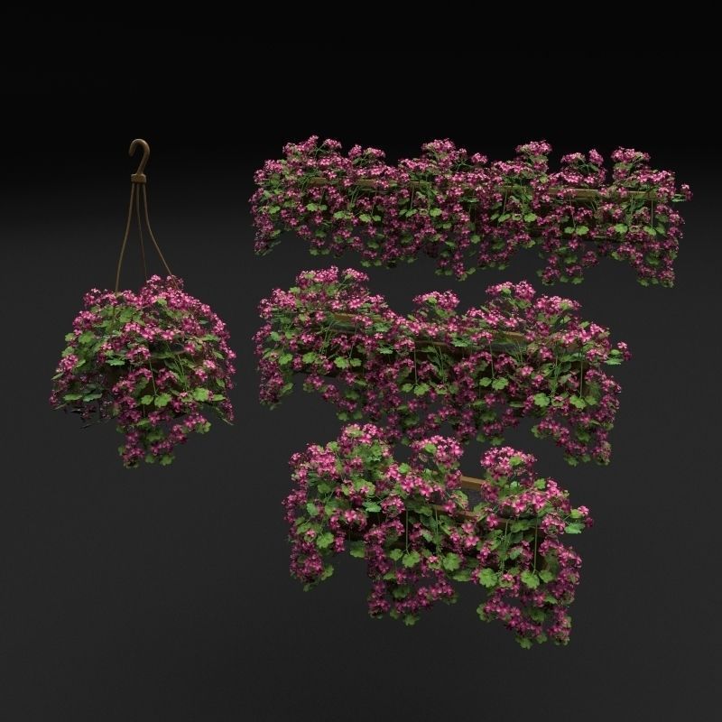Pelargonium box flower 3D model_5