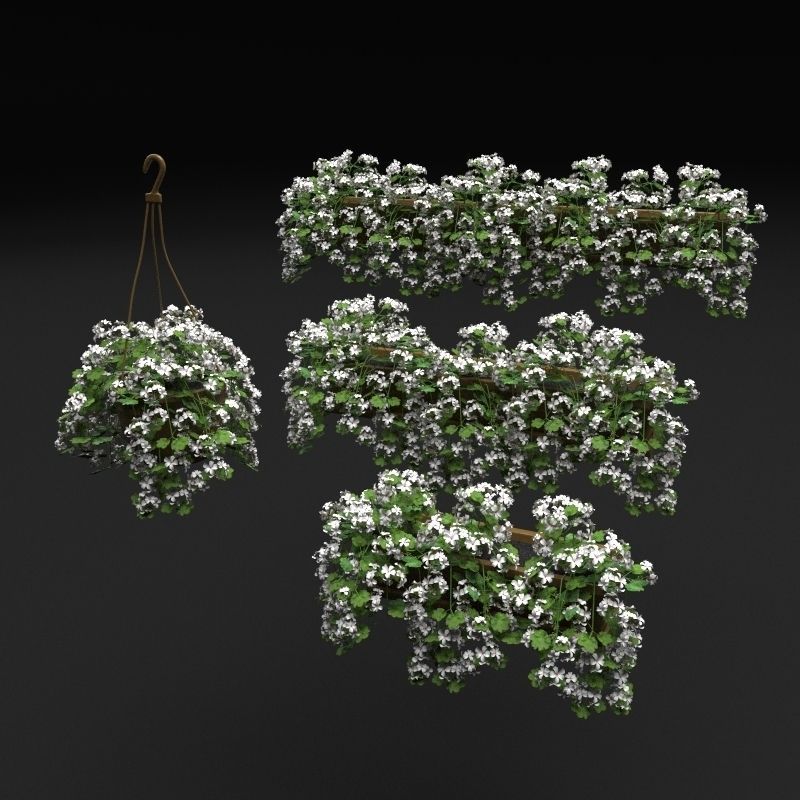 Pelargonium box flower 3D model_3