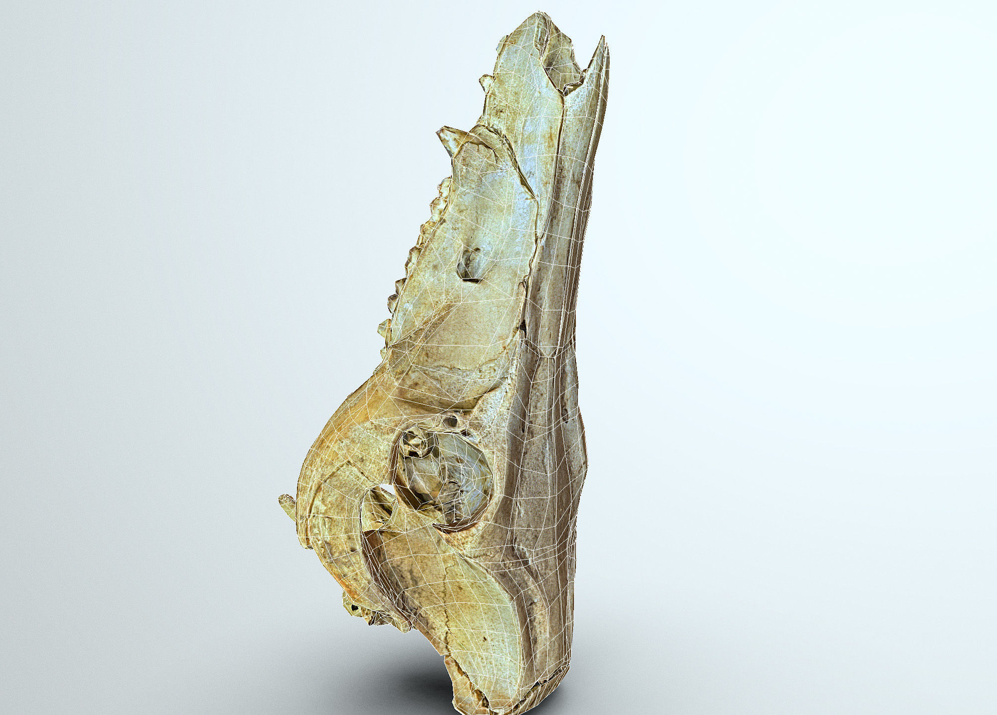 Wild Boar skull Low-poly 3D model_49