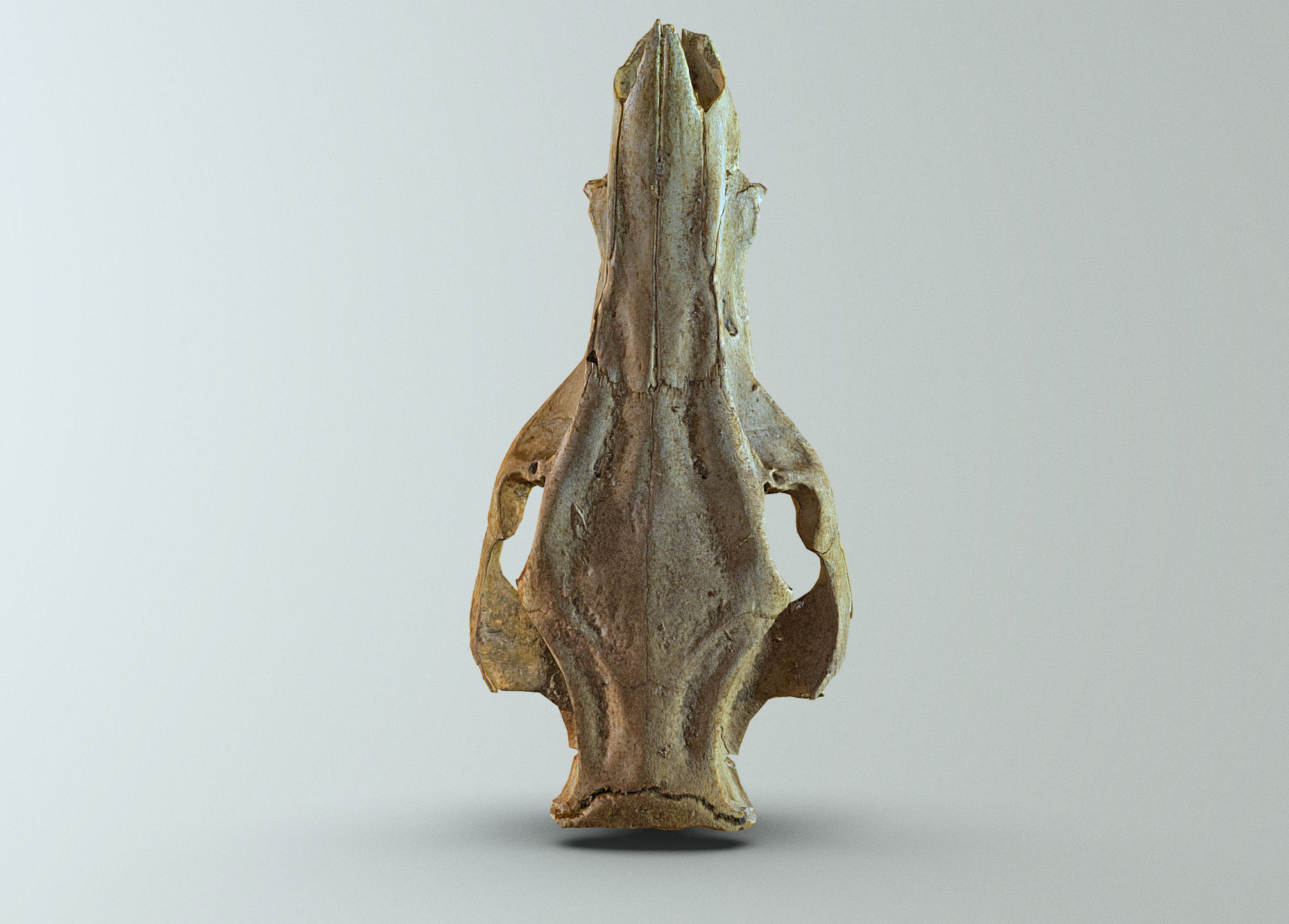 Wild Boar skull Low-poly 3D model_14