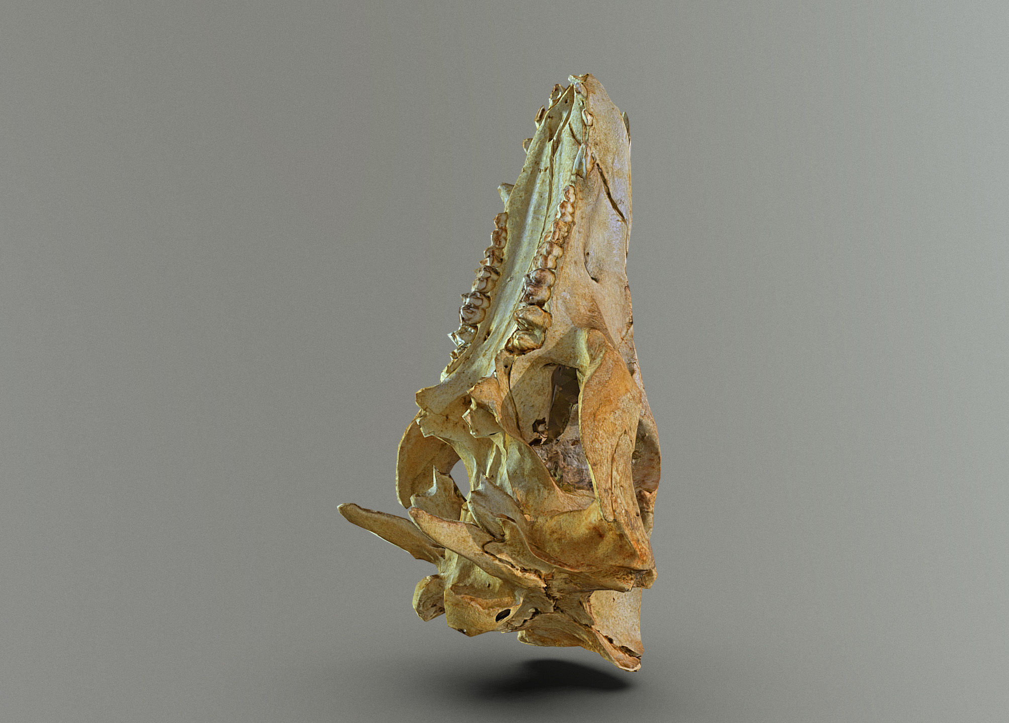 Wild Boar skull Low-poly 3D model_9