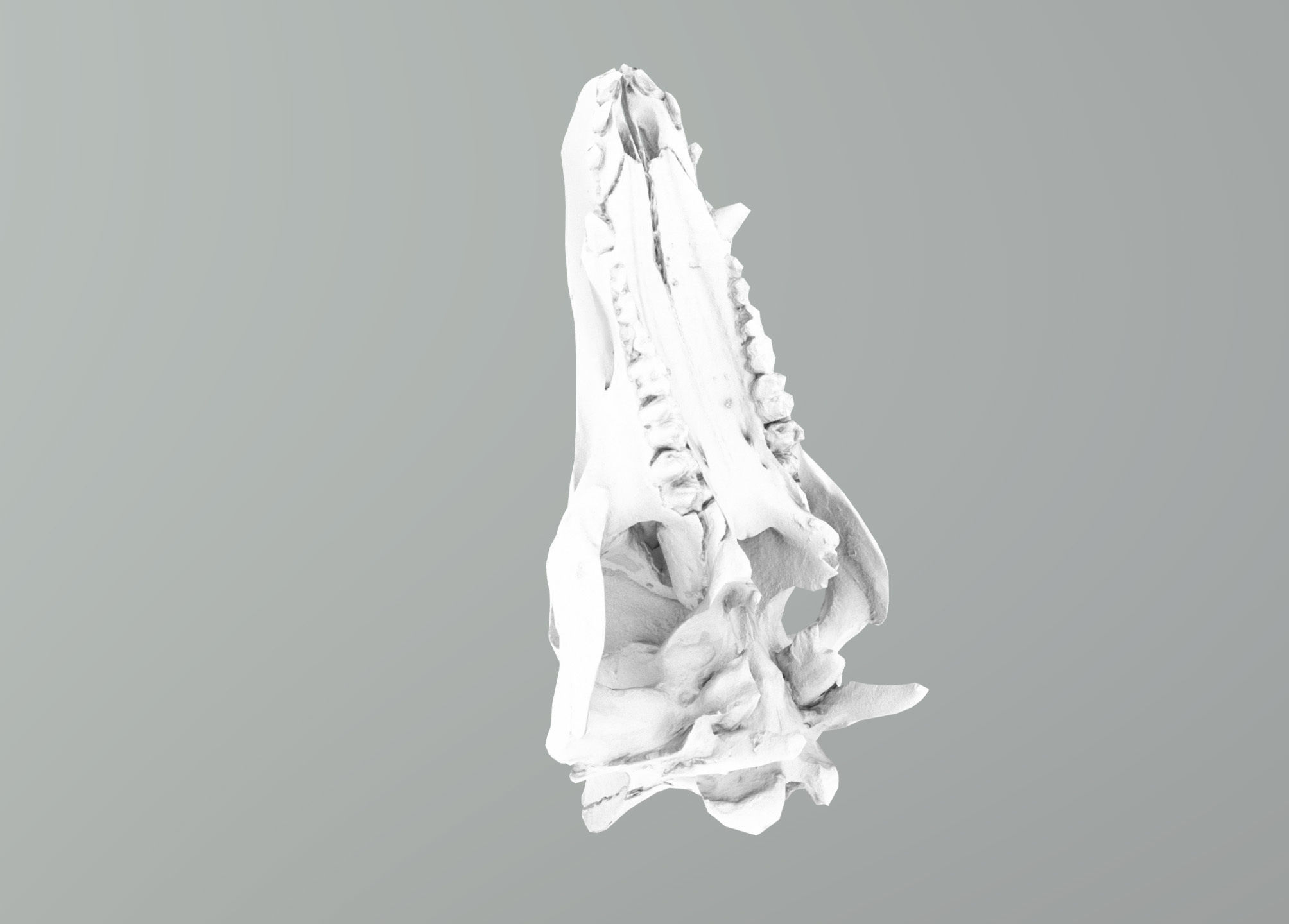 Wild Boar skull Low-poly 3D model_39