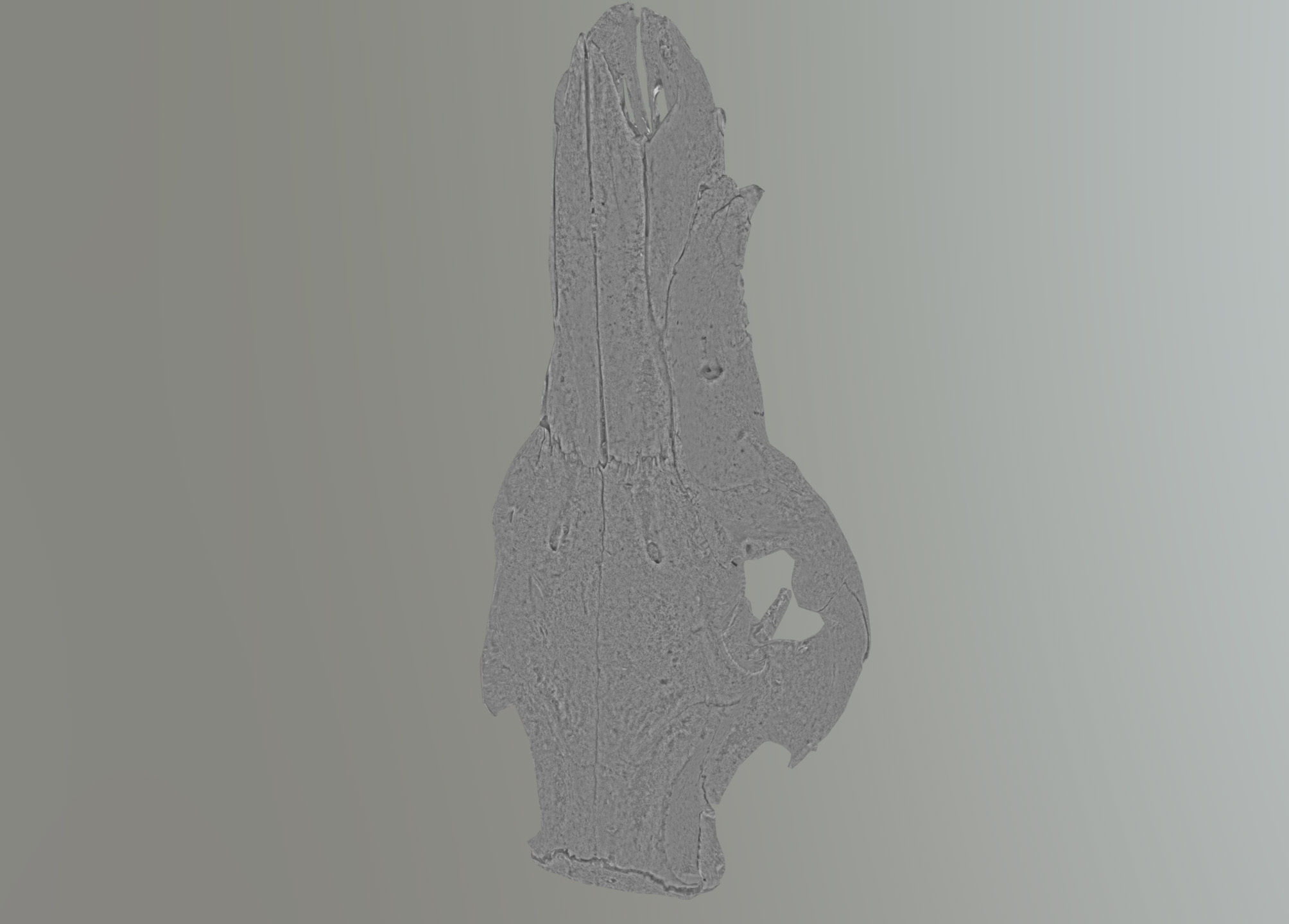 Wild Boar skull Low-poly 3D model_41