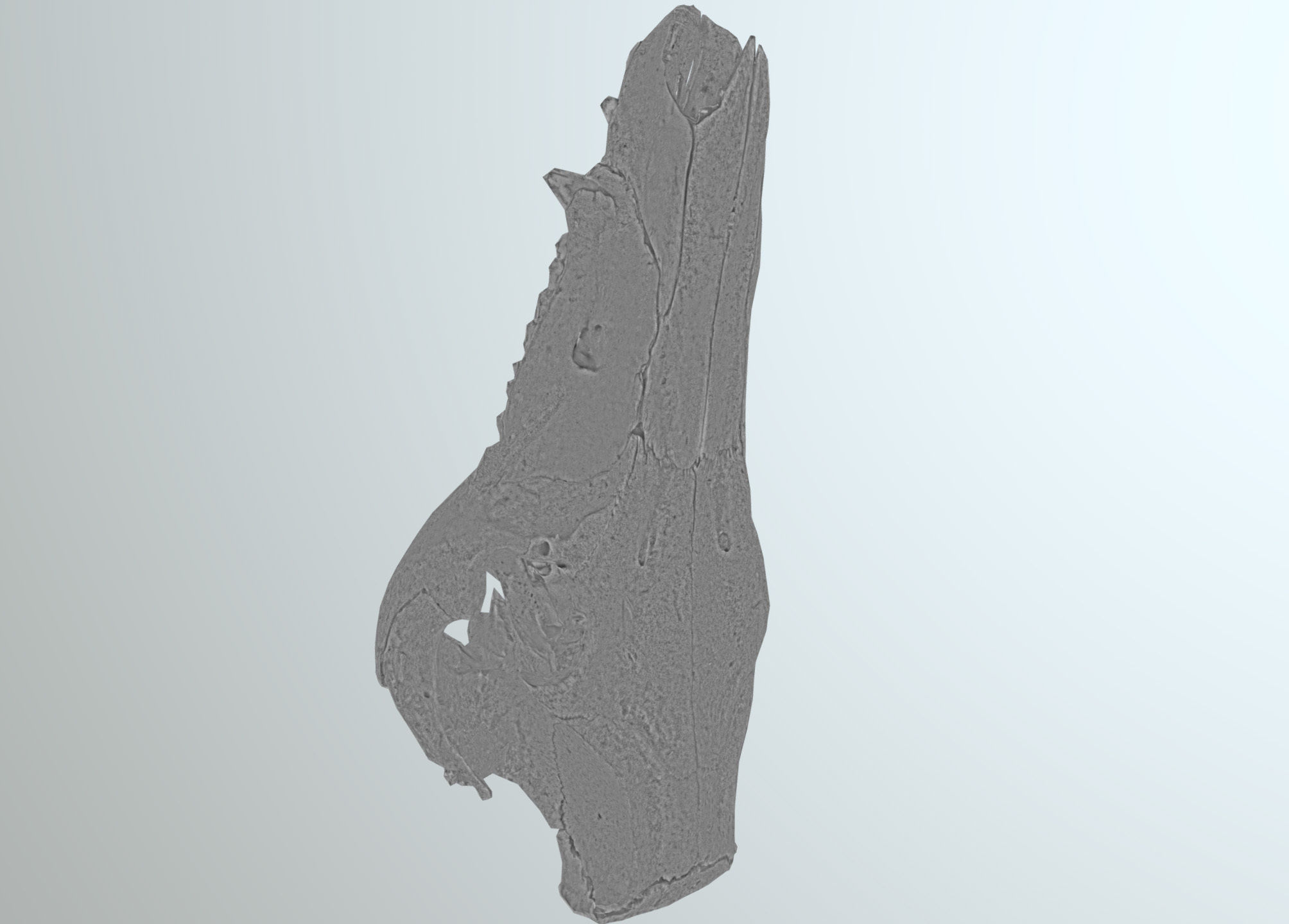 Wild Boar skull Low-poly 3D model_43