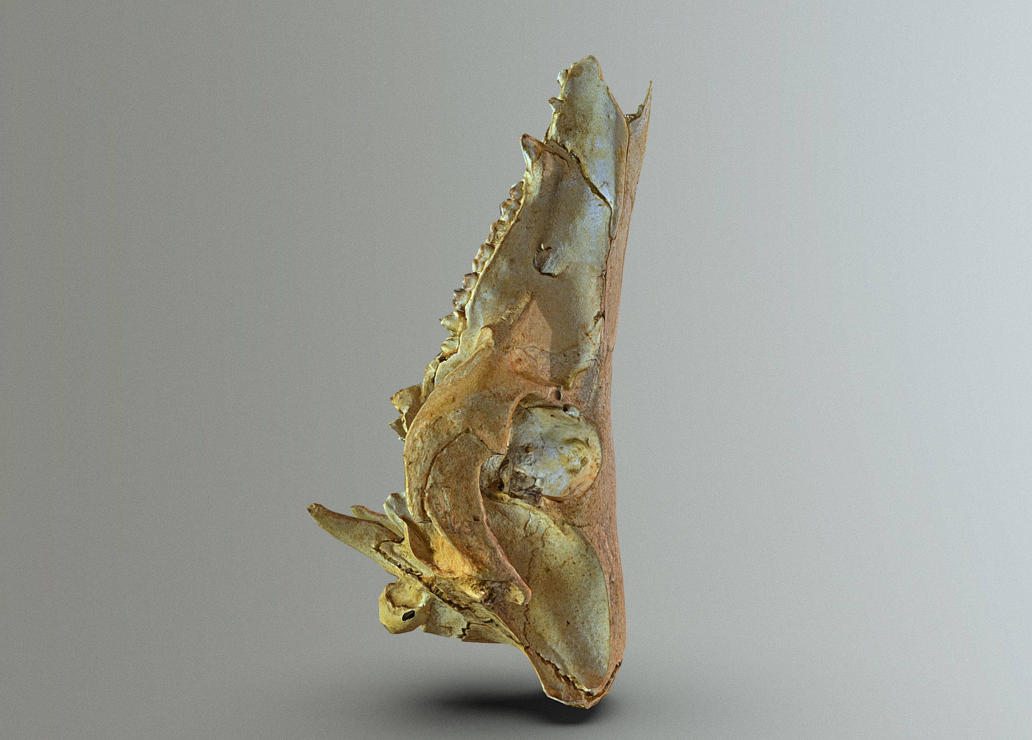 Wild Boar skull Low-poly 3D model_11