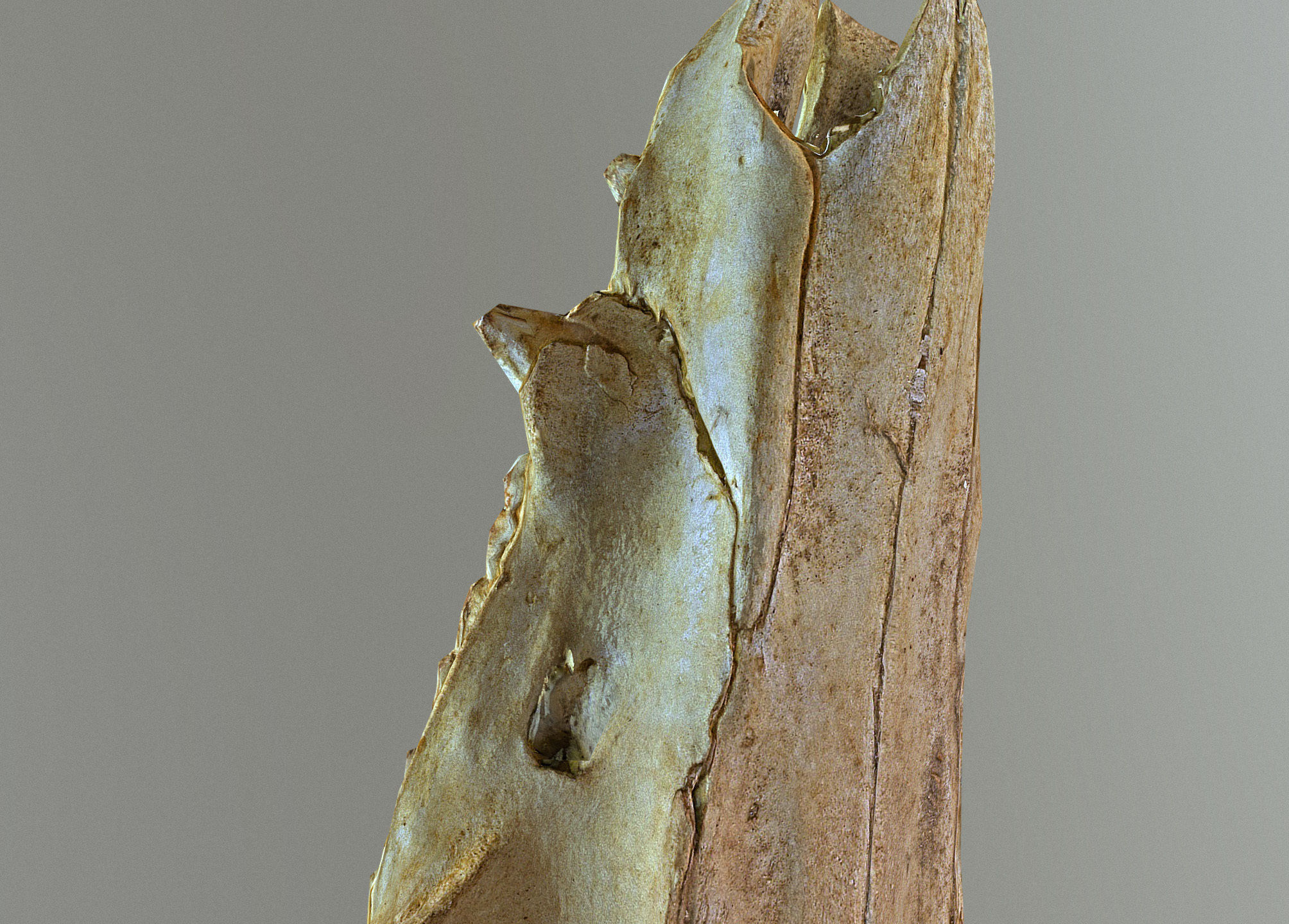 Wild Boar skull Low-poly 3D model_27