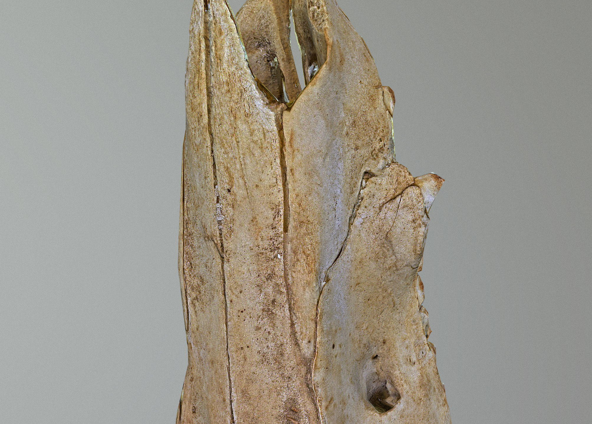 Wild Boar skull Low-poly 3D model_24