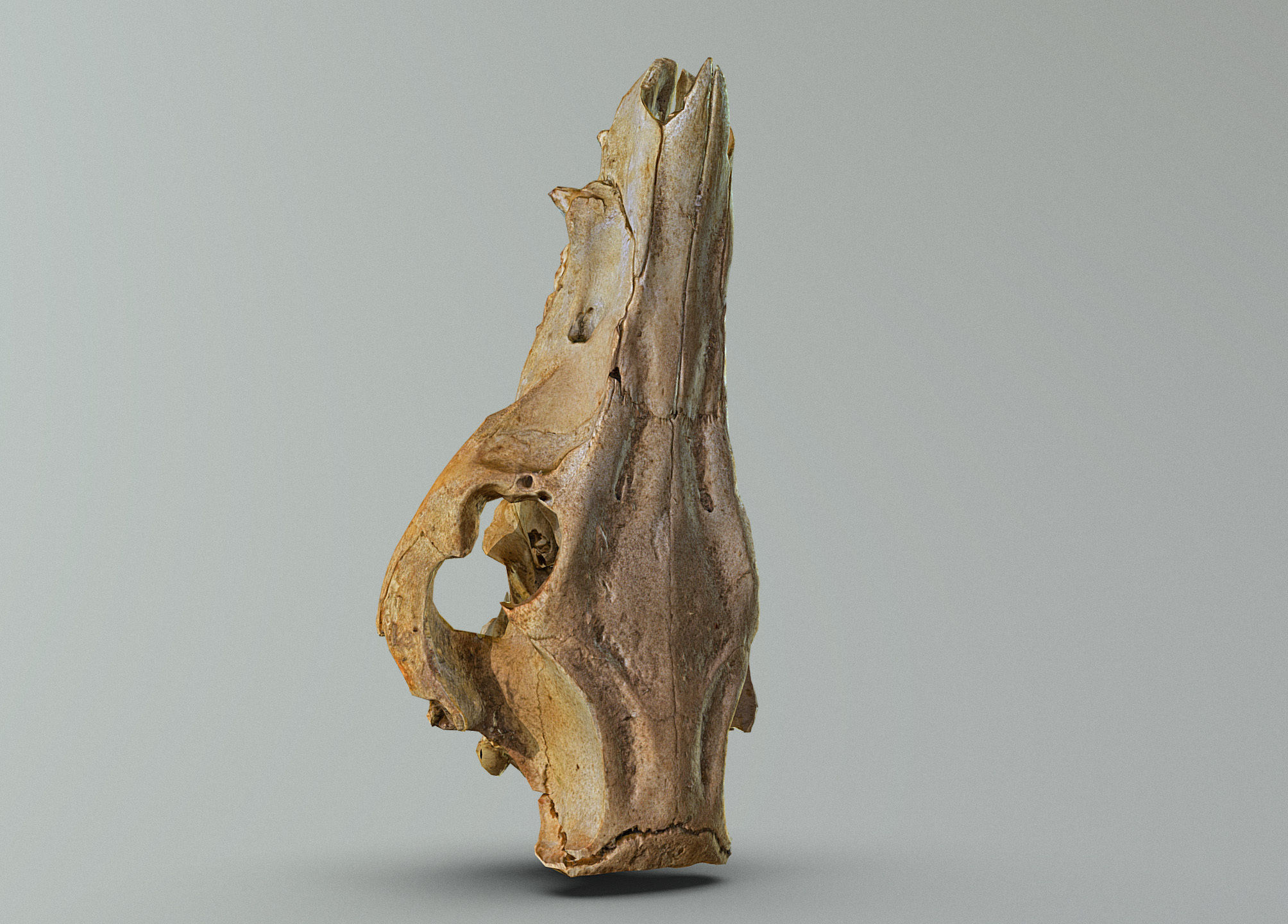 Wild Boar skull Low-poly 3D model_13