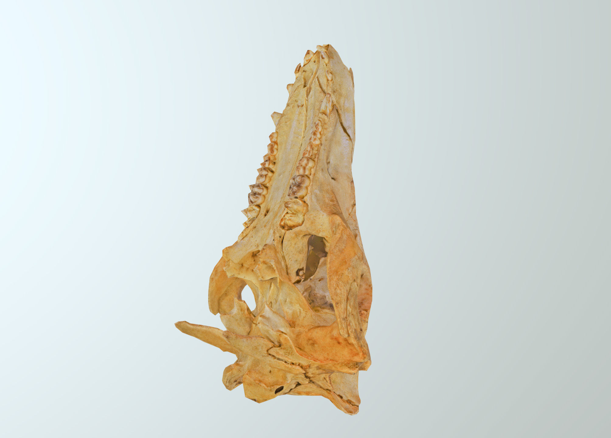 Wild Boar skull Low-poly 3D model_31
