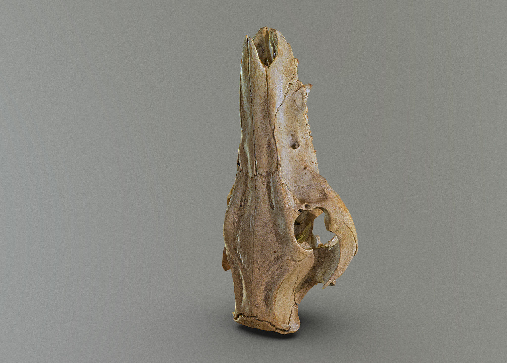 Wild Boar skull Low-poly 3D model_2