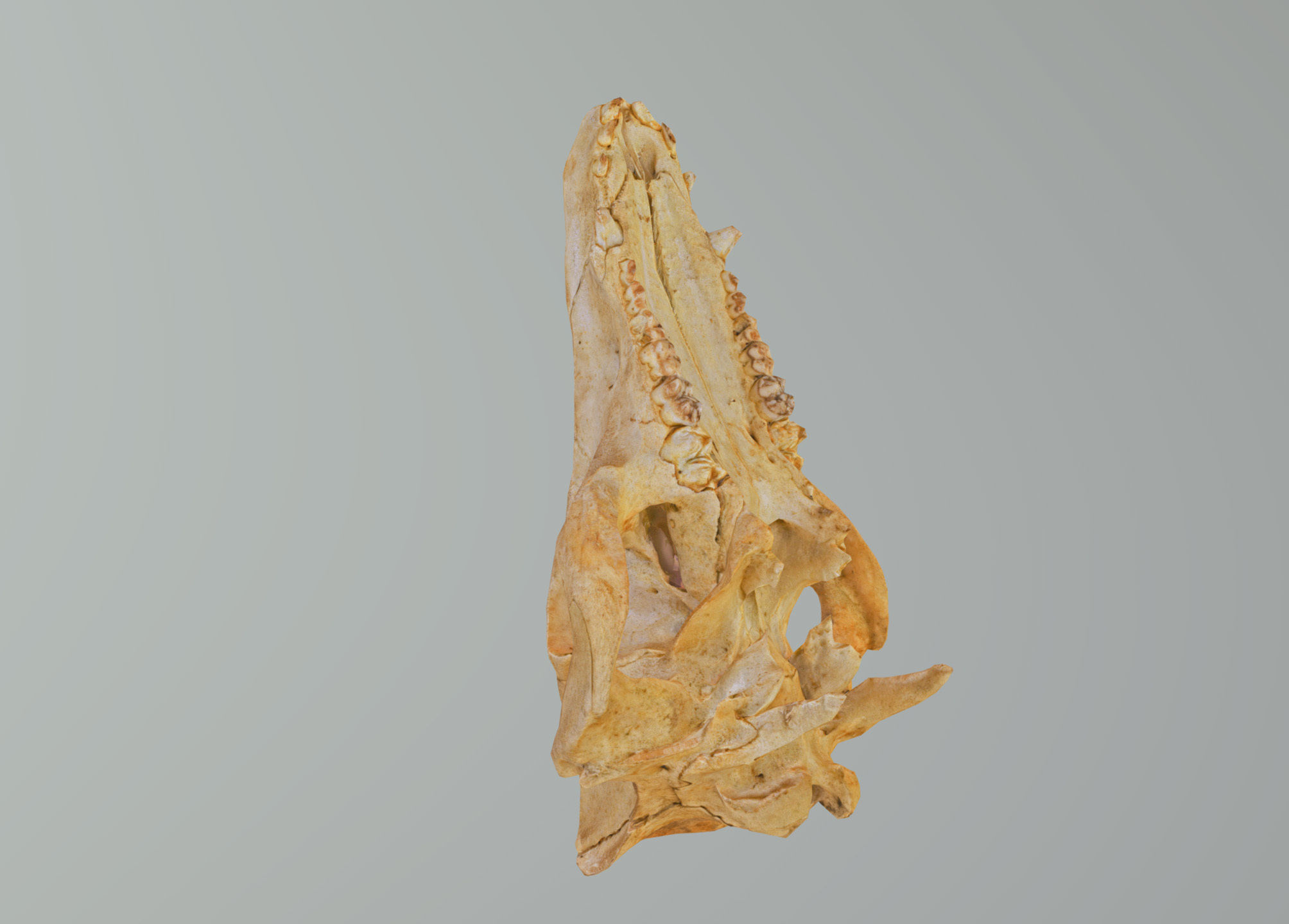 Wild Boar skull Low-poly 3D model_32