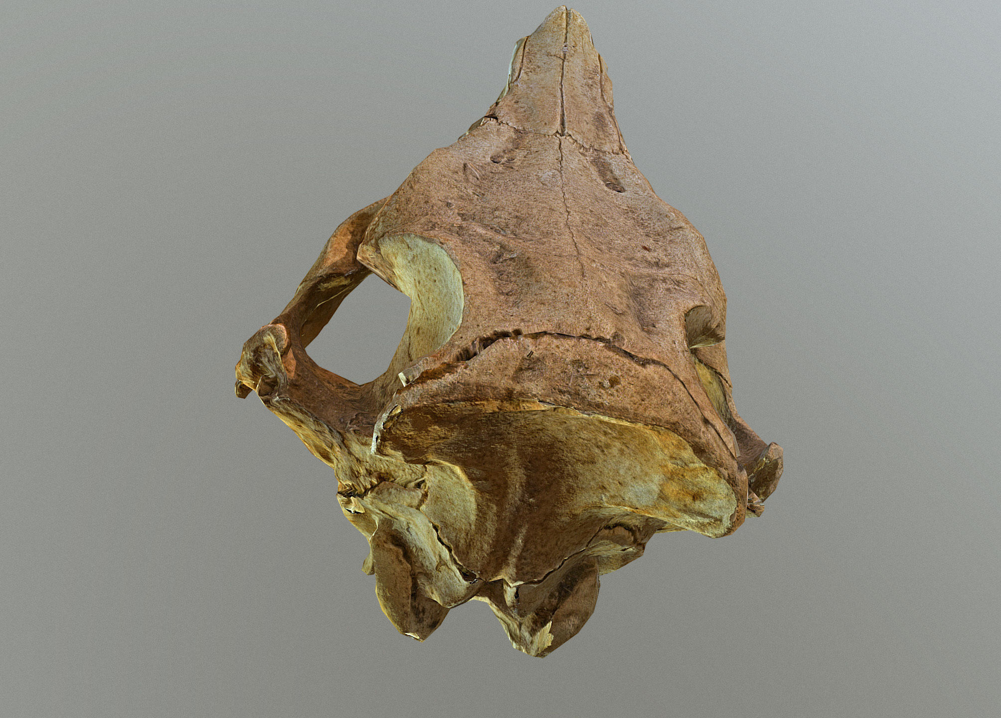 Wild Boar skull Low-poly 3D model_21