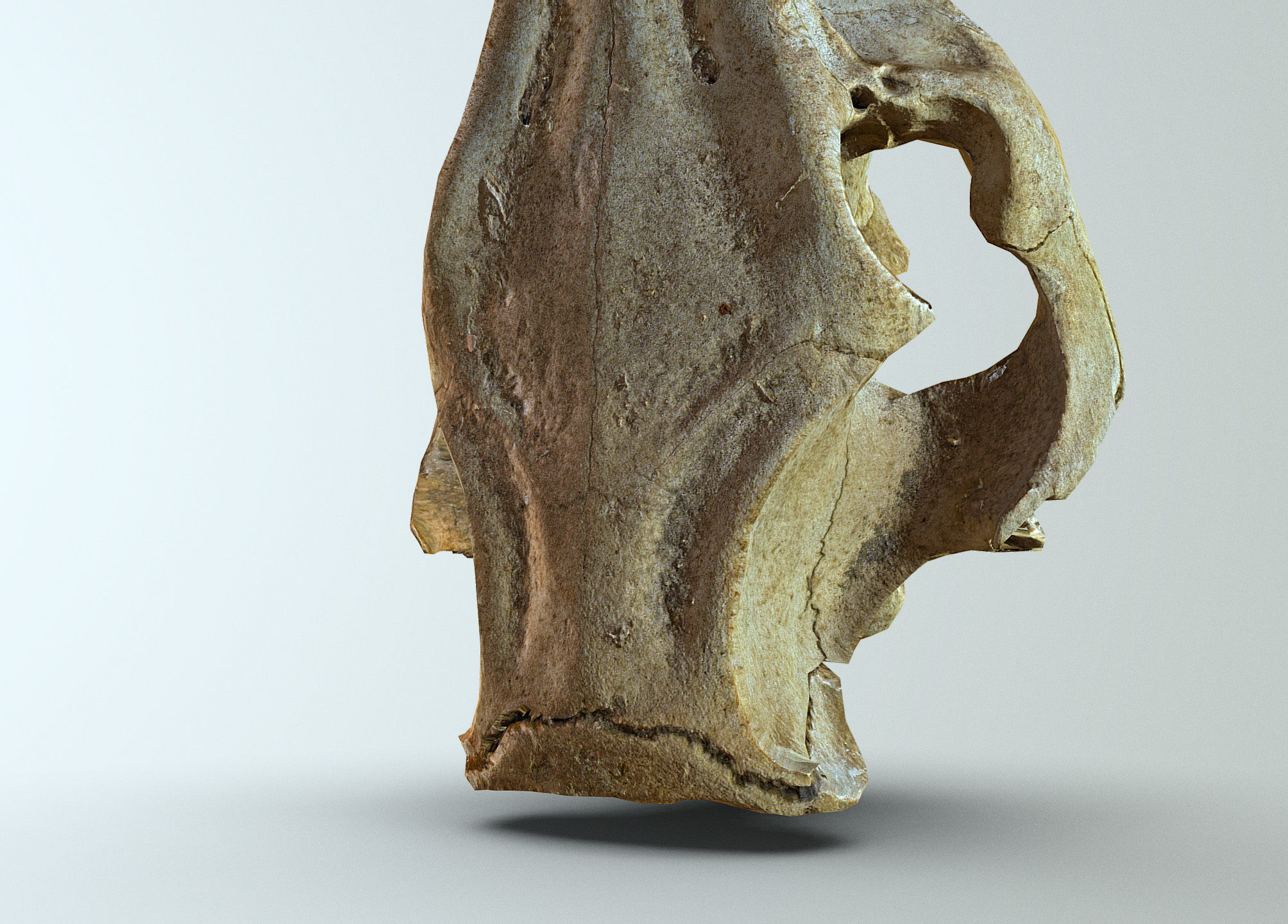Wild Boar skull Low-poly 3D model_16