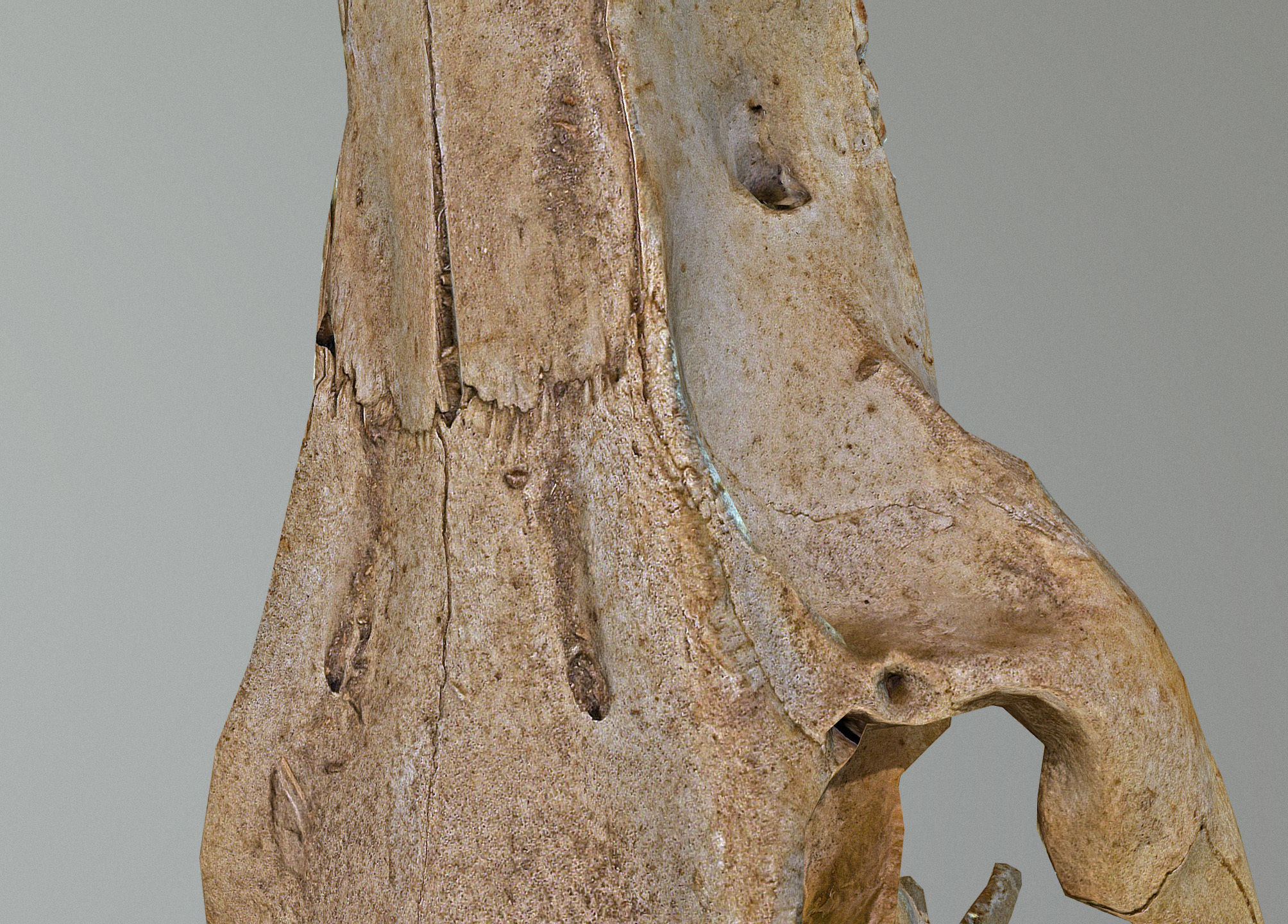 Wild Boar skull Low-poly 3D model_26