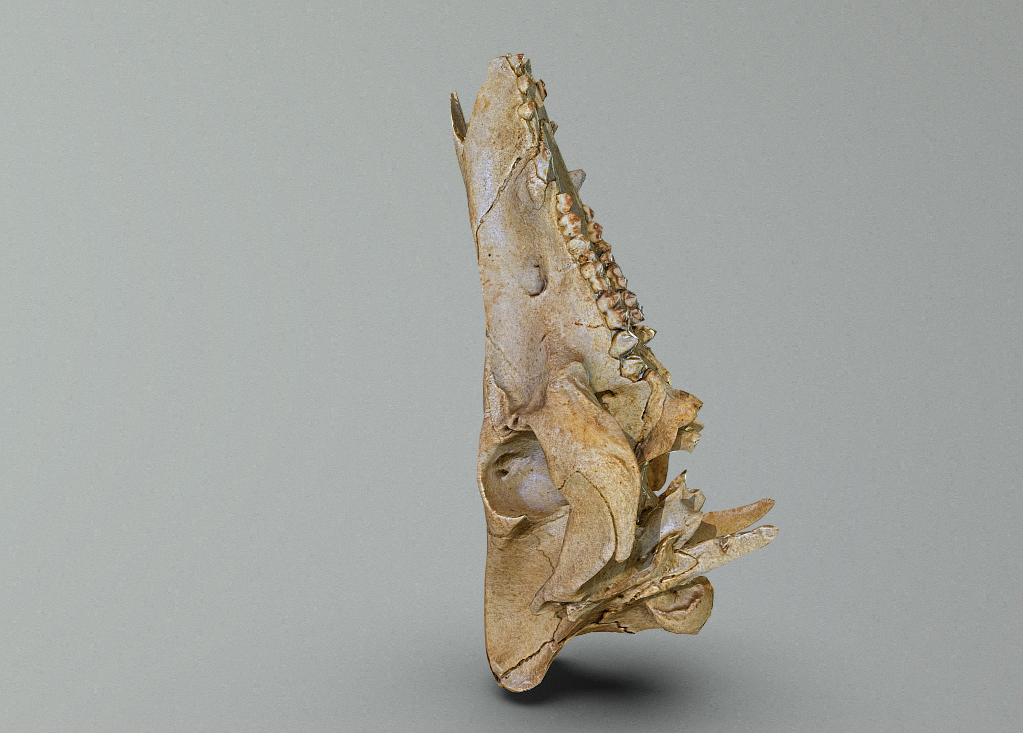Wild Boar skull Low-poly 3D model_5