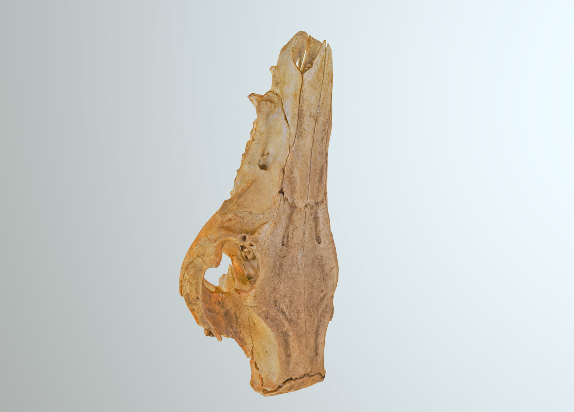 Wild Boar skull Low-poly 3D model_30