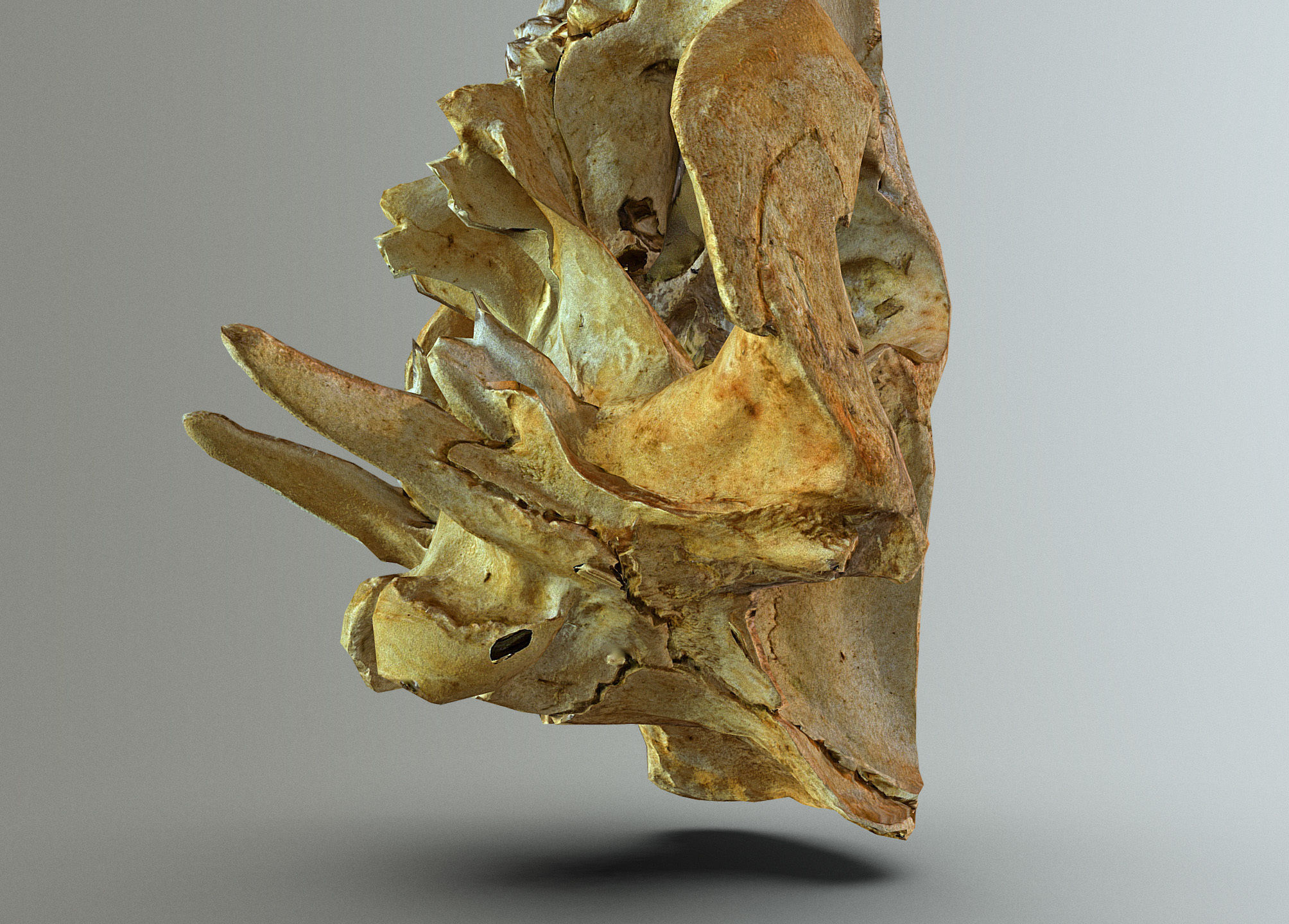 Wild Boar skull Low-poly 3D model_19
