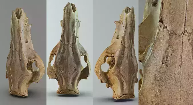 Wild Boar skull Low-poly 3D model