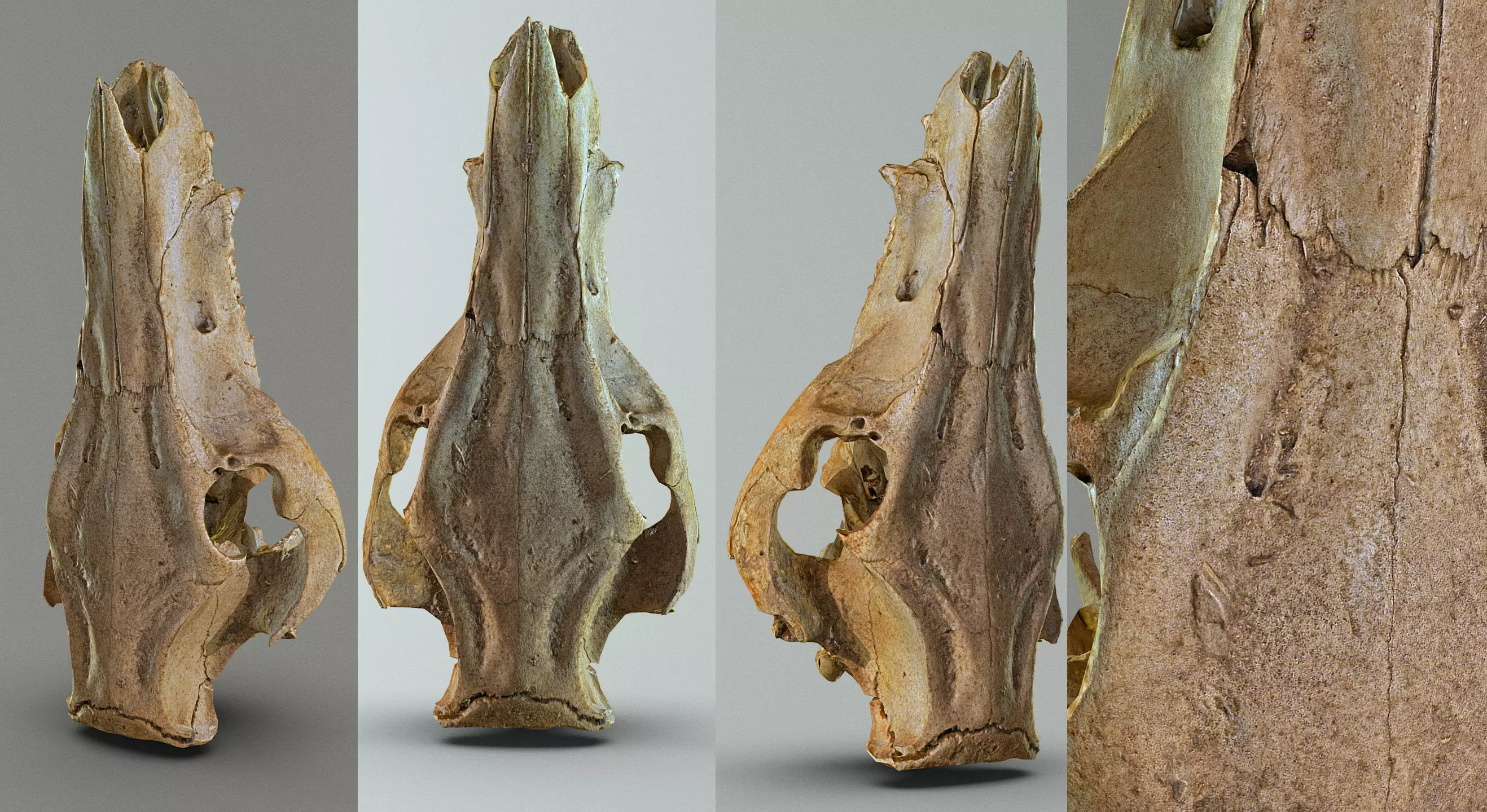 Wild Boar skull Low-poly 3D model_0